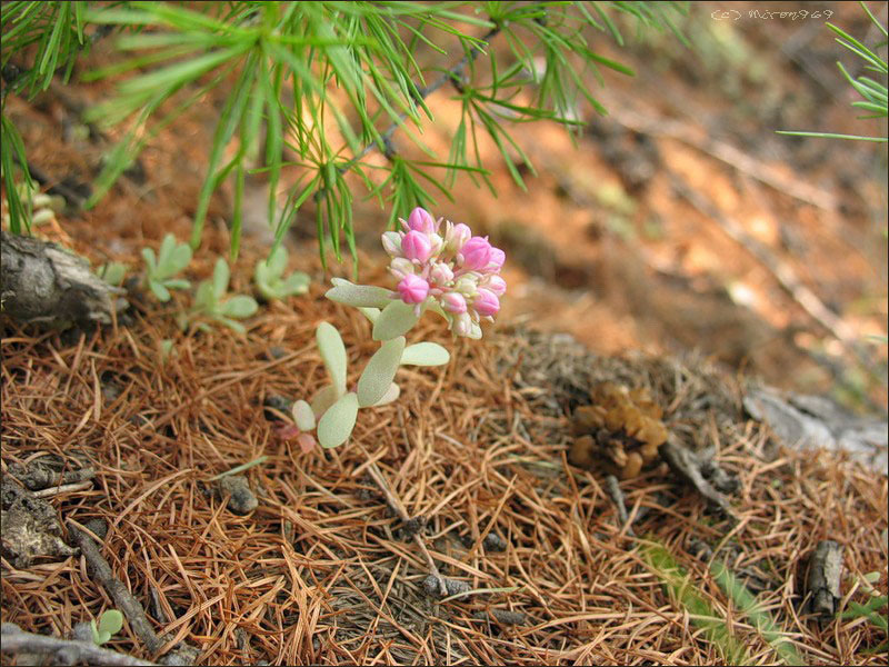 Изображение особи Hylotelephium cyaneum.