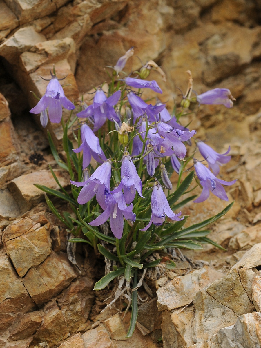 Изображение особи Campanula capusii.