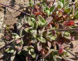 Draba ussuriensis