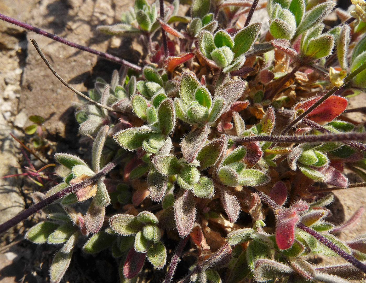 Изображение особи Draba ussuriensis.