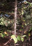 genus Pereskia. Часть ствола. Израиль, Шарон, г. Тель-Авив, ботанический сад \"Сад кактусов\". 08.11.2016.