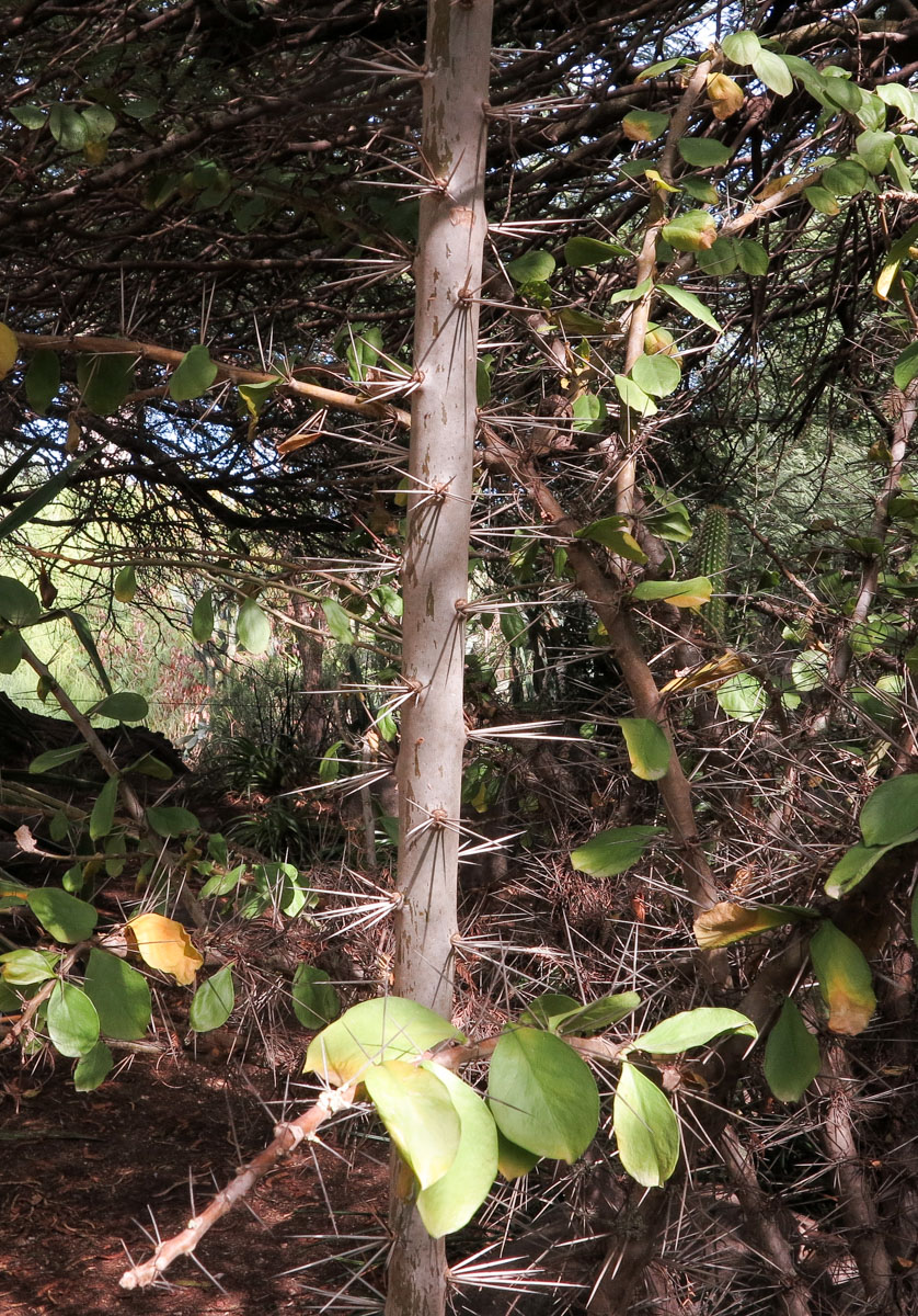 Image of genus Pereskia specimen.