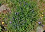 Vicia sosnowskyi