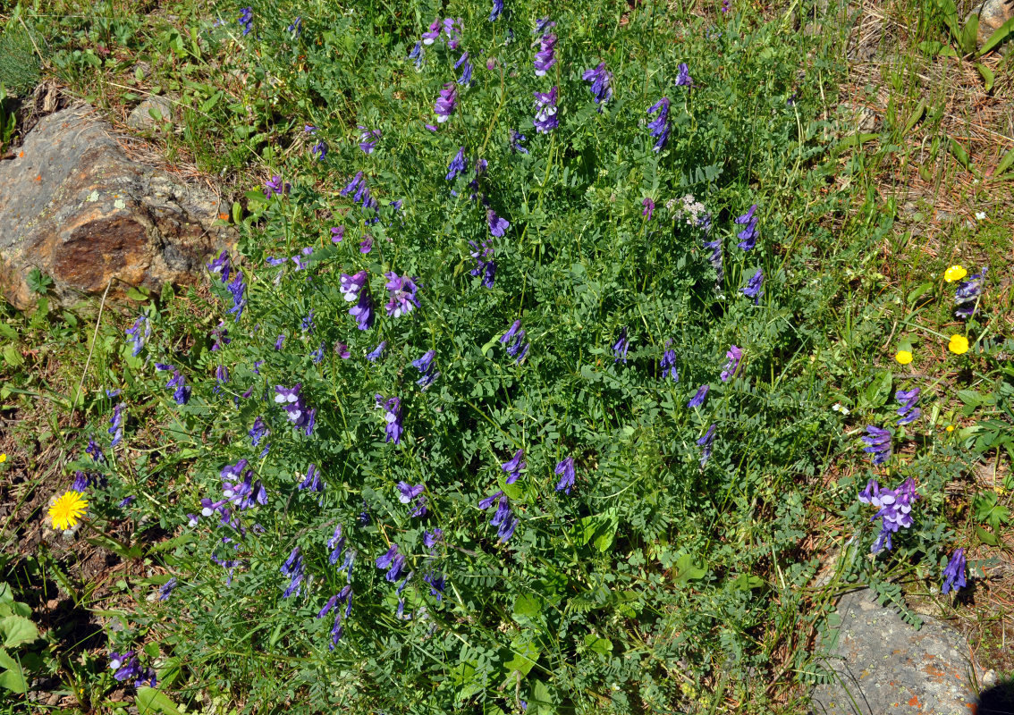 Image of Vicia sosnowskyi specimen.