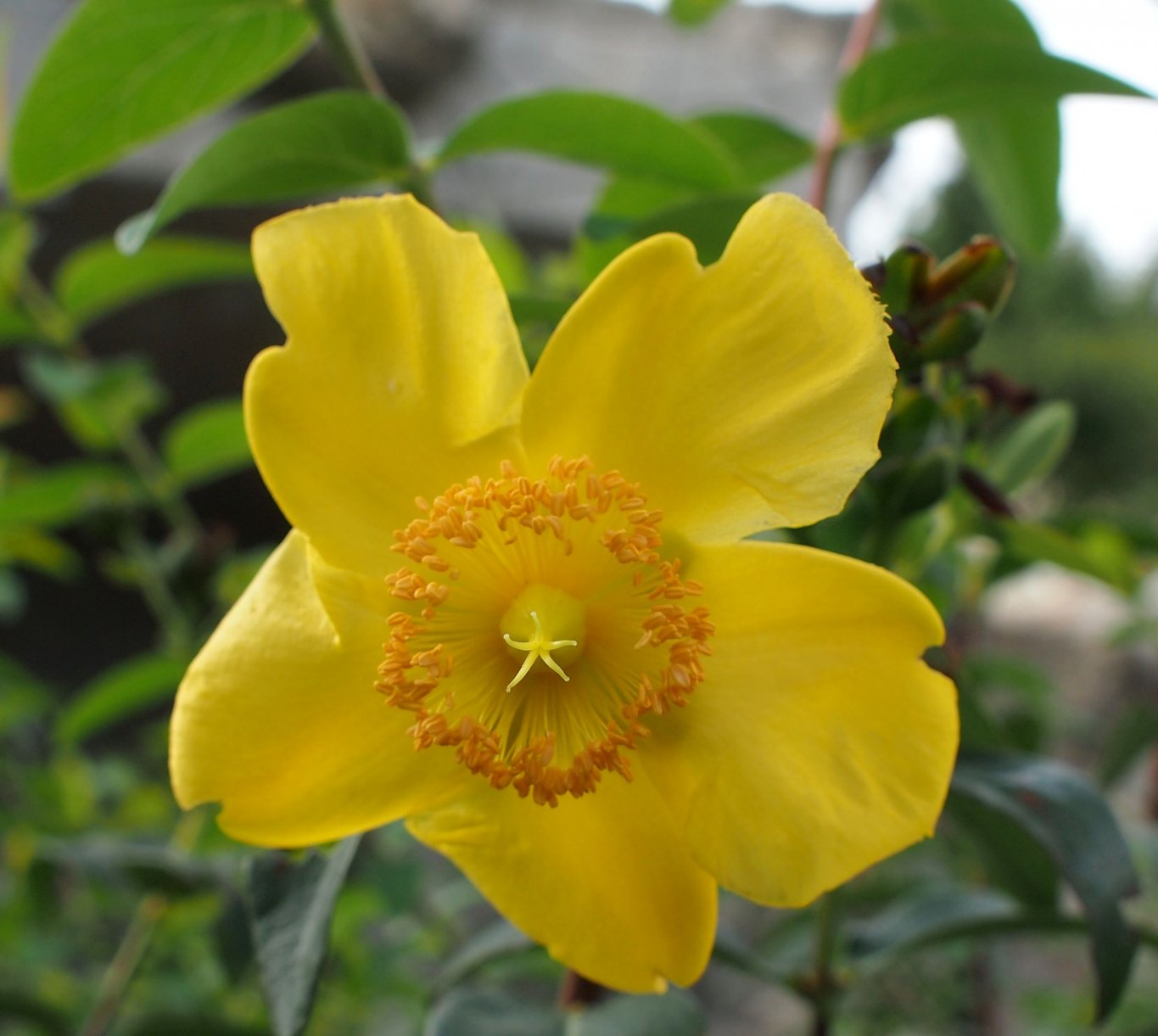 Изображение особи Hypericum hookerianum.