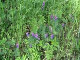 Vicia amoena. Верхушки цветущих растений. Иркутская обл., Ангарский р-н, окр. дер. Зуй, опушка леса. 25.06.2016.