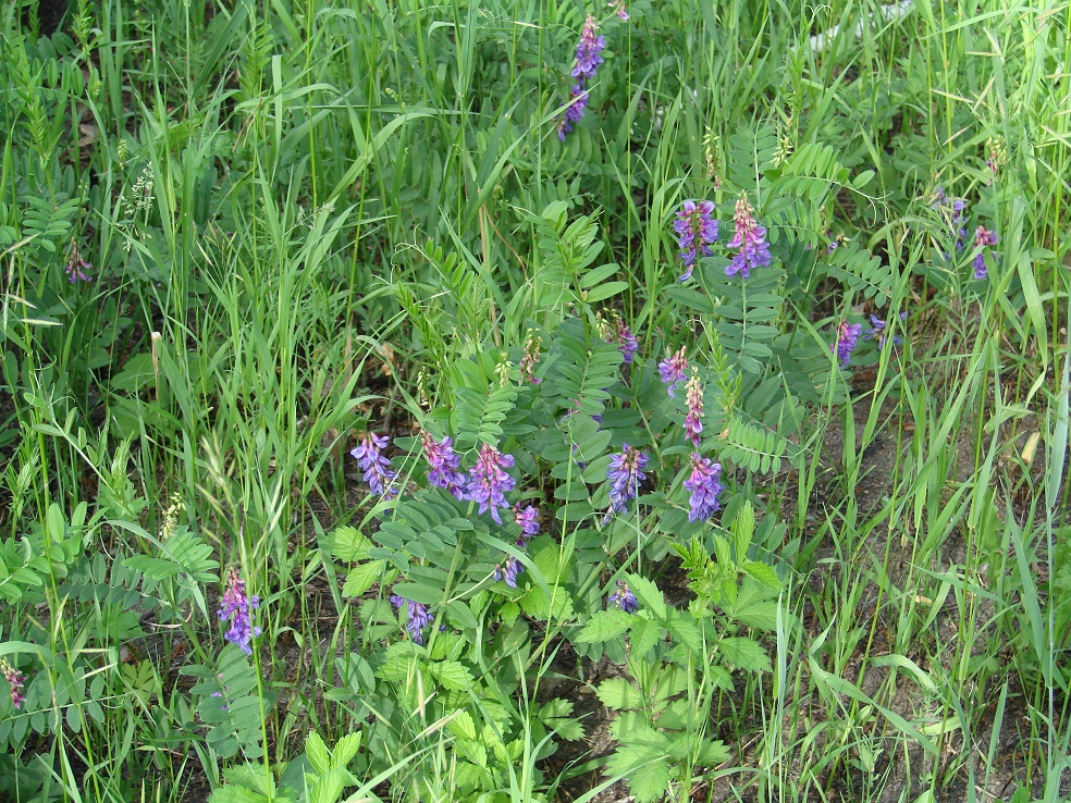 Image of Vicia amoena specimen.