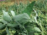 Chenopodium album