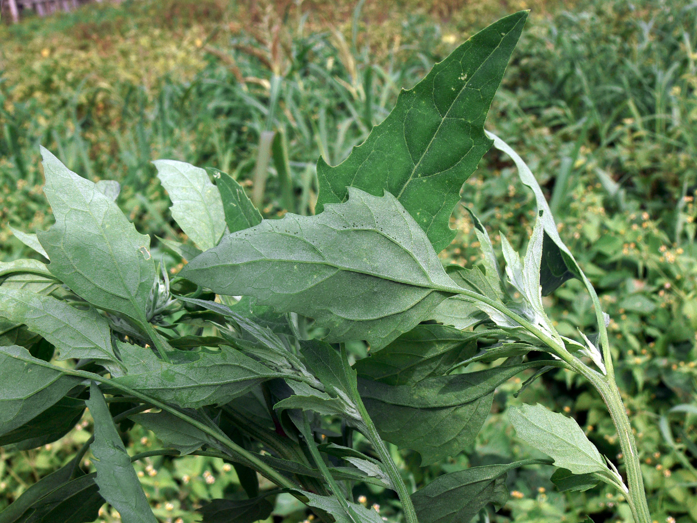 Image of Chenopodium album specimen.