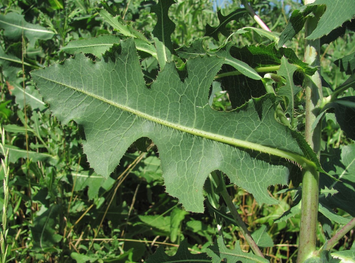 Изображение особи Lactuca serriola.