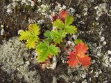 Potentilla rupifraga. Листья в осенней окраске. Магаданская обл., Ольский р-н, Ольское побережье, окр. мыса Нюкля, щебнистая терраса над морем. 10.09.2015.