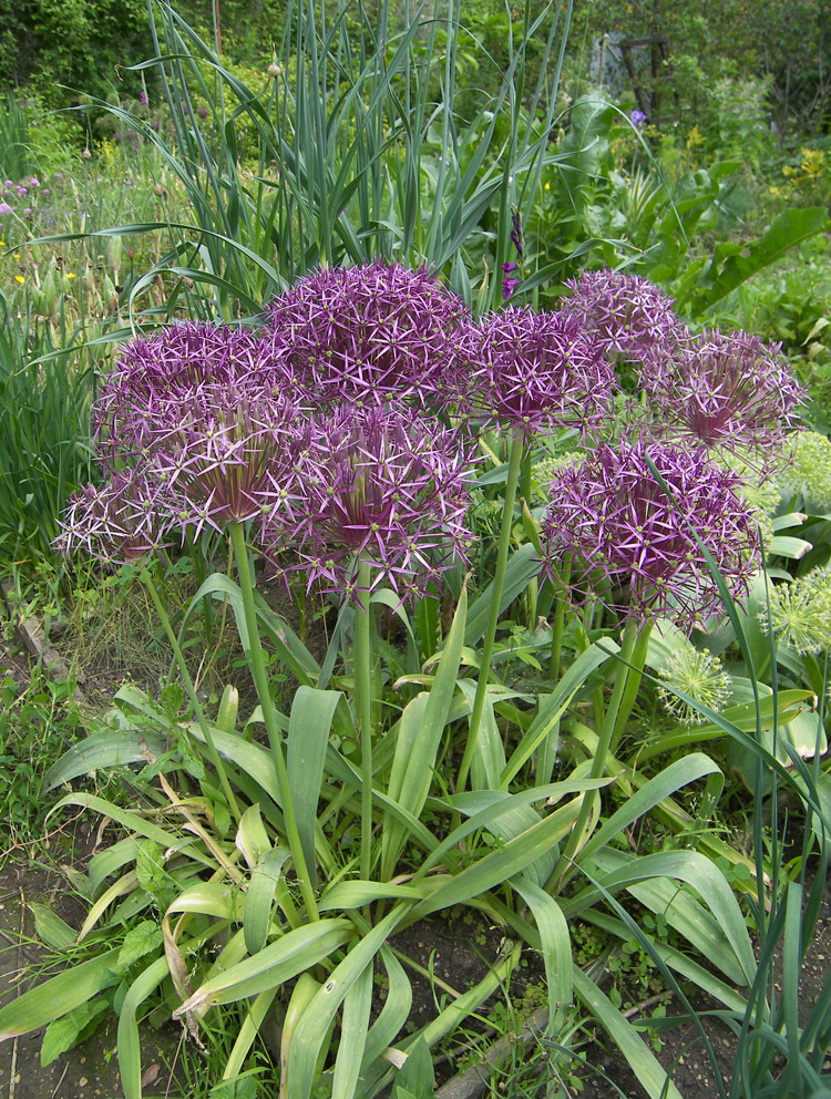 Image of Allium cristophii specimen.