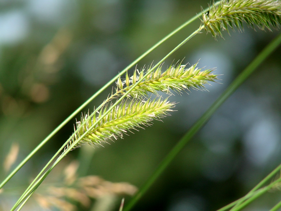 Image of Agropyron pectinatum specimen.