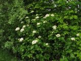 Viburnum lantana. Цветущее растение. ФРГ, земля Северный Рейн-Вестфалия, р-н Ойскирхен, окр. г. Бланкенхайм, заросли кустарников. 28 мая 2010 г.