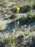 Crepis pannonica. Верхушка побега с нераскрывшимися и раскрывающимся соцветиями-корзинками. Ульяновская обл., Карсунский р-н, окр. с. Теньковка, гряда мергелисто-меловых склонов к р. Урень и её правому притоку к северу и востоку от села. 7 июля 2015 г.