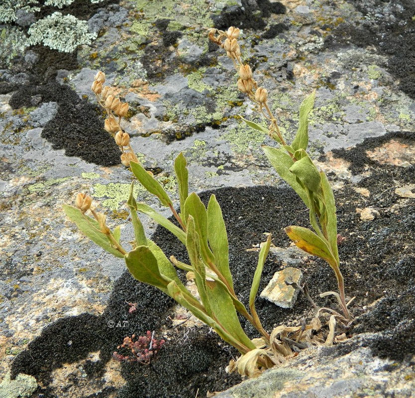 Image of Digitalis thapsi specimen.