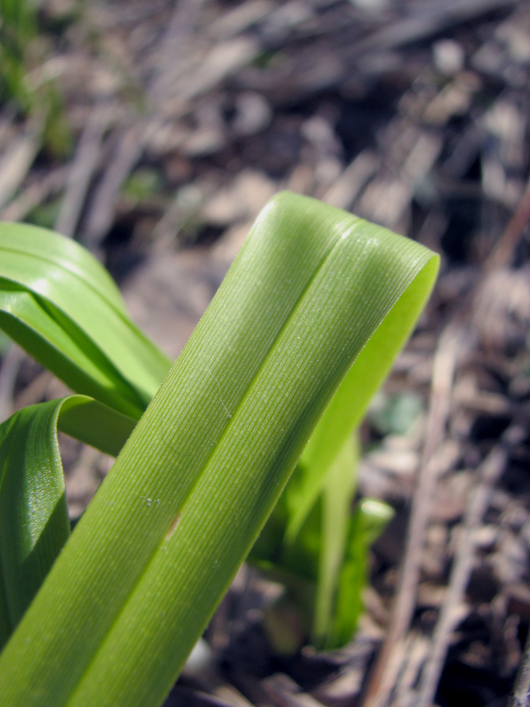 Изображение особи род Scirpus.