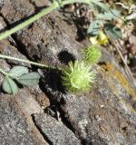 род Medicago