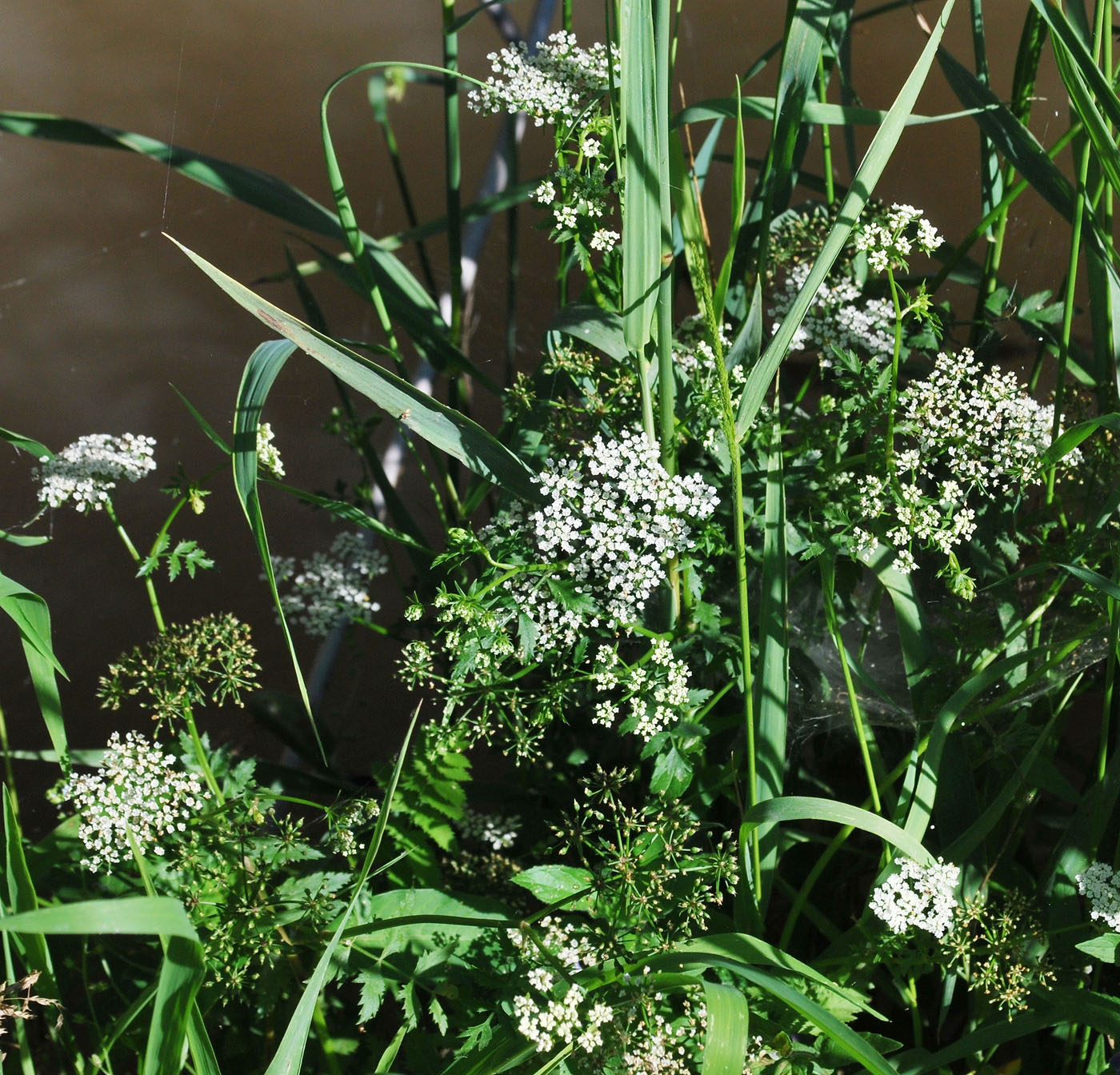 Image of Berula erecta specimen.