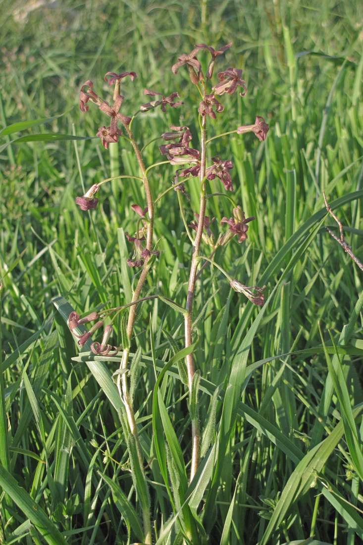 Image of Hesperis tristis specimen.