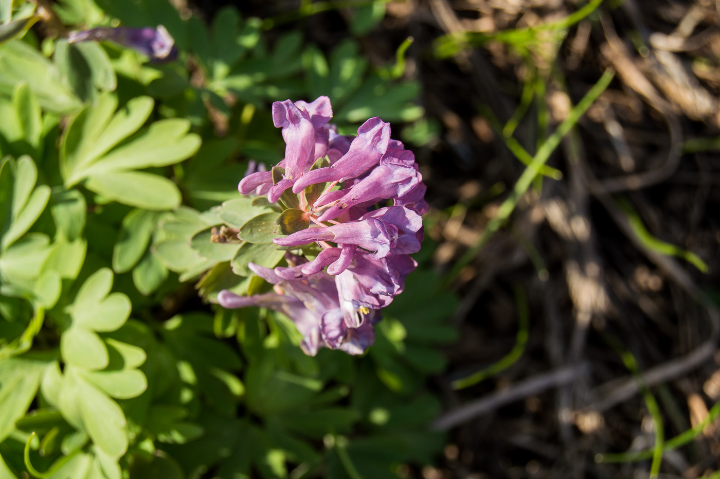 Image of Corydalis solida specimen.