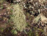 Usnea