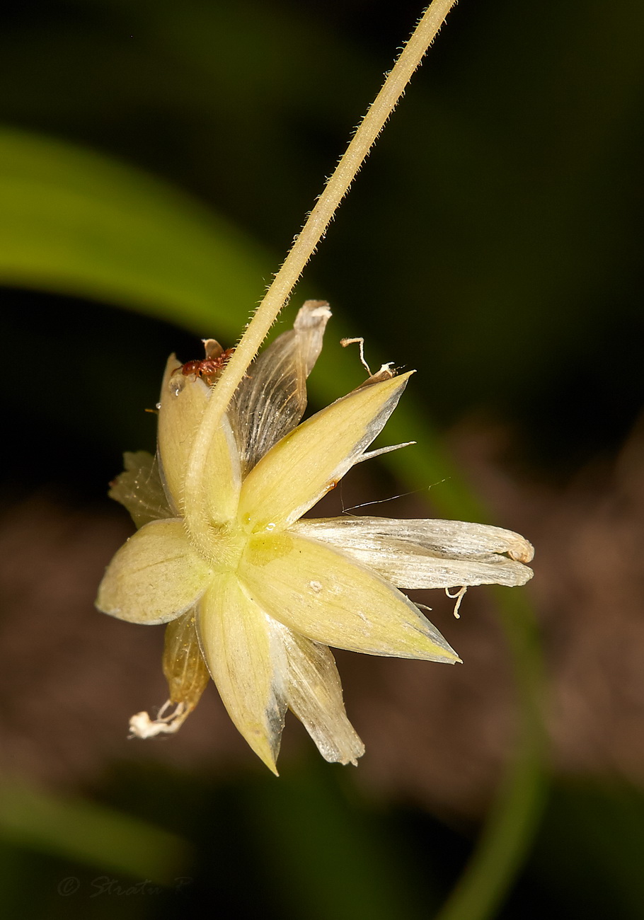 Image of Stellaria holostea specimen.