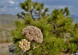 Seseli gummiferum. Верхушка отцветающего растения на фоне ветвей Pinus pallasiana. Крым, окр. г. Судак, гора Перчем, восточный склон. 01.10.2014.