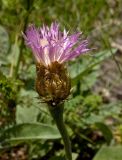 Image of taxon representative. Author is Мария Жукова