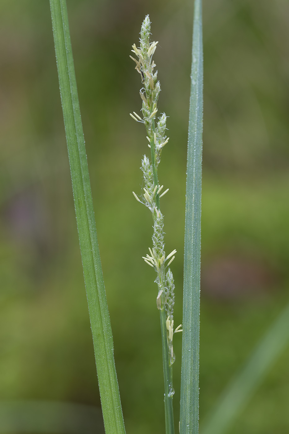 Изображение особи Carex canescens.