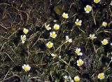 Ranunculus subrigidus. Верхушки побегов с цветками. Монголия, аймак Завхан, долина р. Идэр-Гол, ≈ 1600 м н.у.м., у берега реки в воде. 07.06.2017.