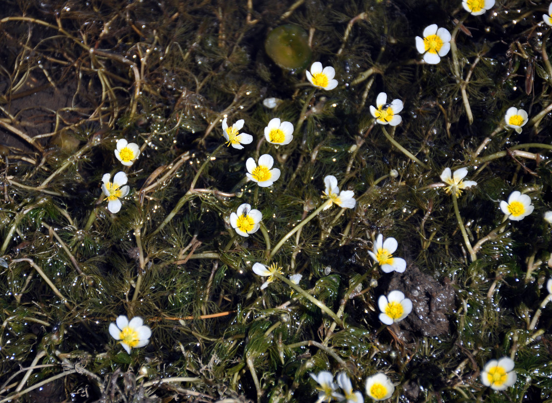 Image of Ranunculus subrigidus specimen.