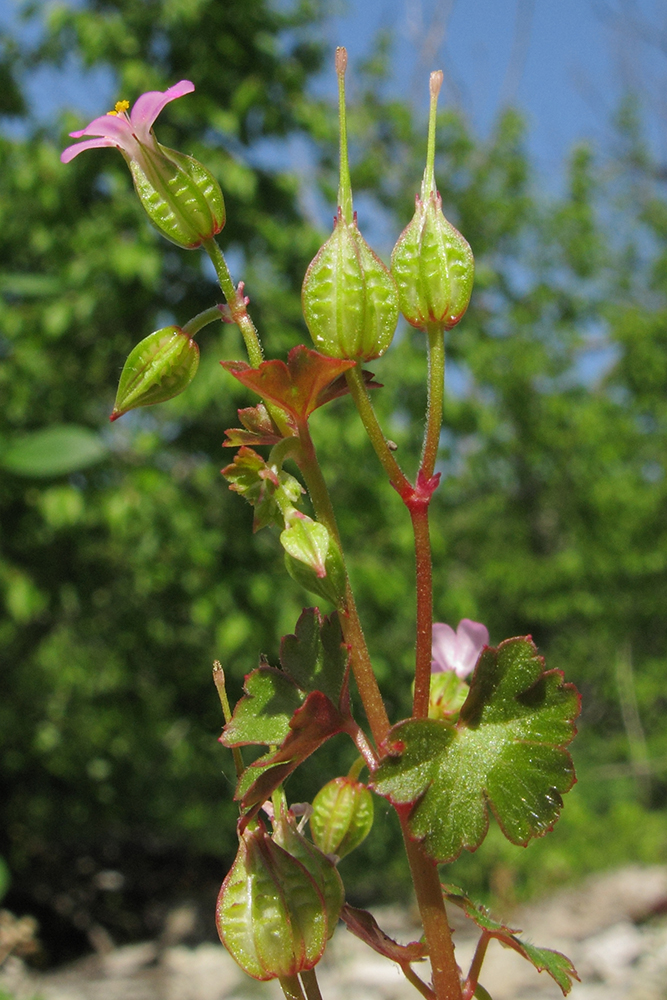 Image of Geranium lucidum specimen.