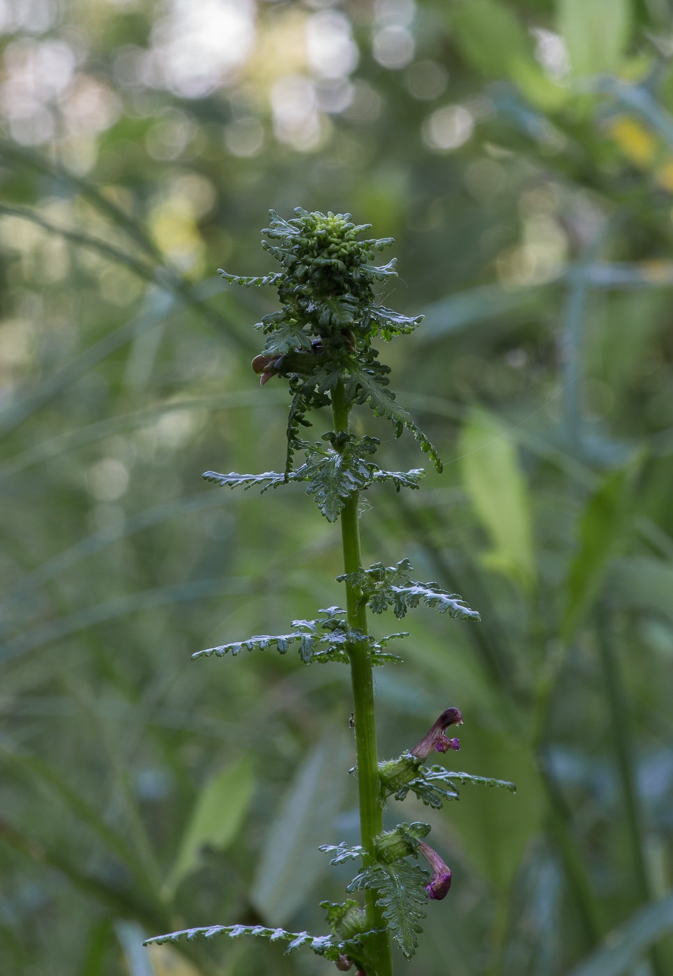 Изображение особи Pedicularis palustris.