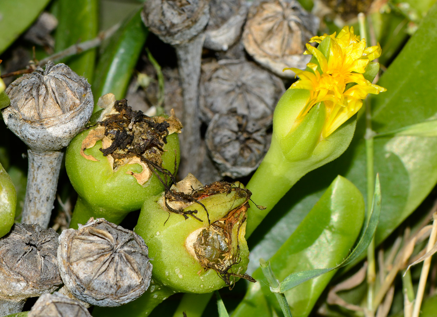 Изображение особи Glottiphyllum linguiforme.