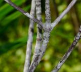 Rhizophora apiculata. Части веточек. Таиланд, о-в Пхукет, ботанический сад, маленький искусственный водоём. 16.01.2017.