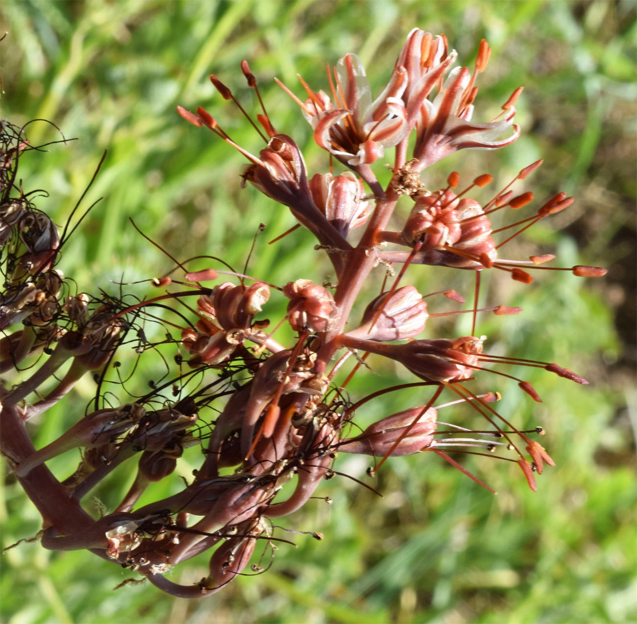 Image of Eremurus regelii specimen.