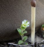 Cerastium glutinosum