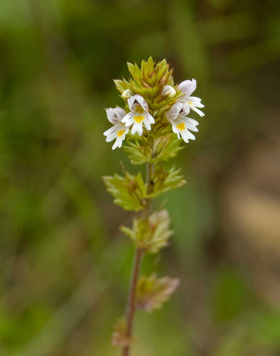 Изображение особи род Euphrasia.