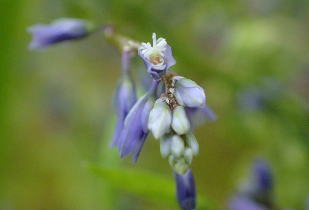 Image of Polygala amarella specimen.