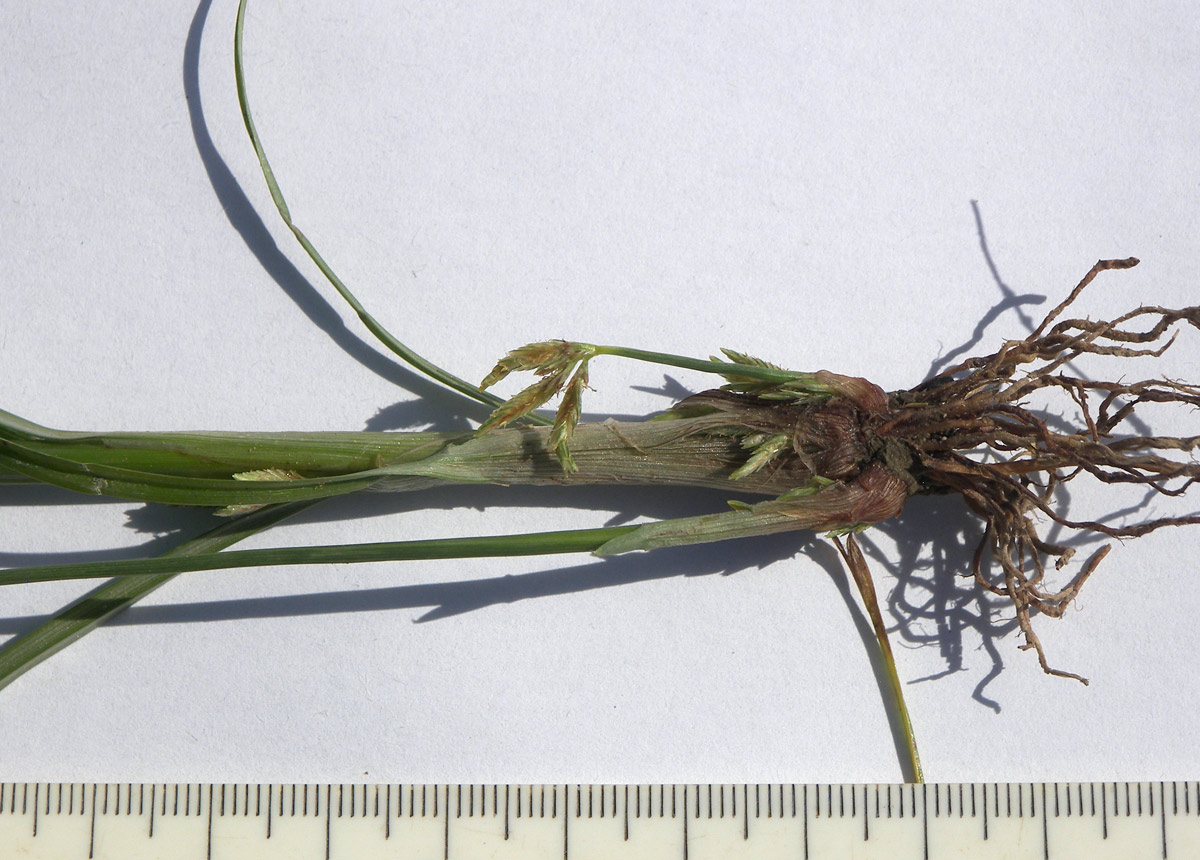 Image of Cyperus glomeratus specimen.