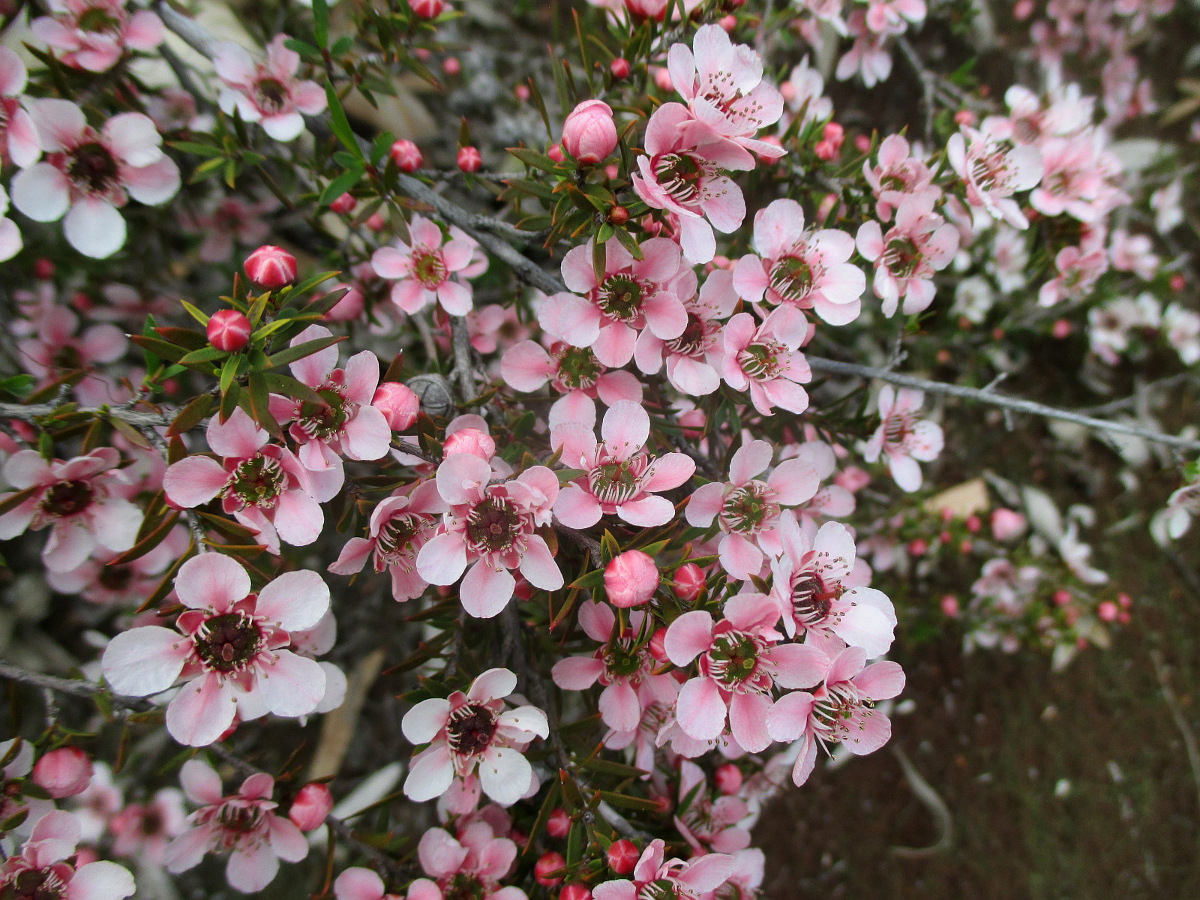 Image of genus Leptospermum specimen.