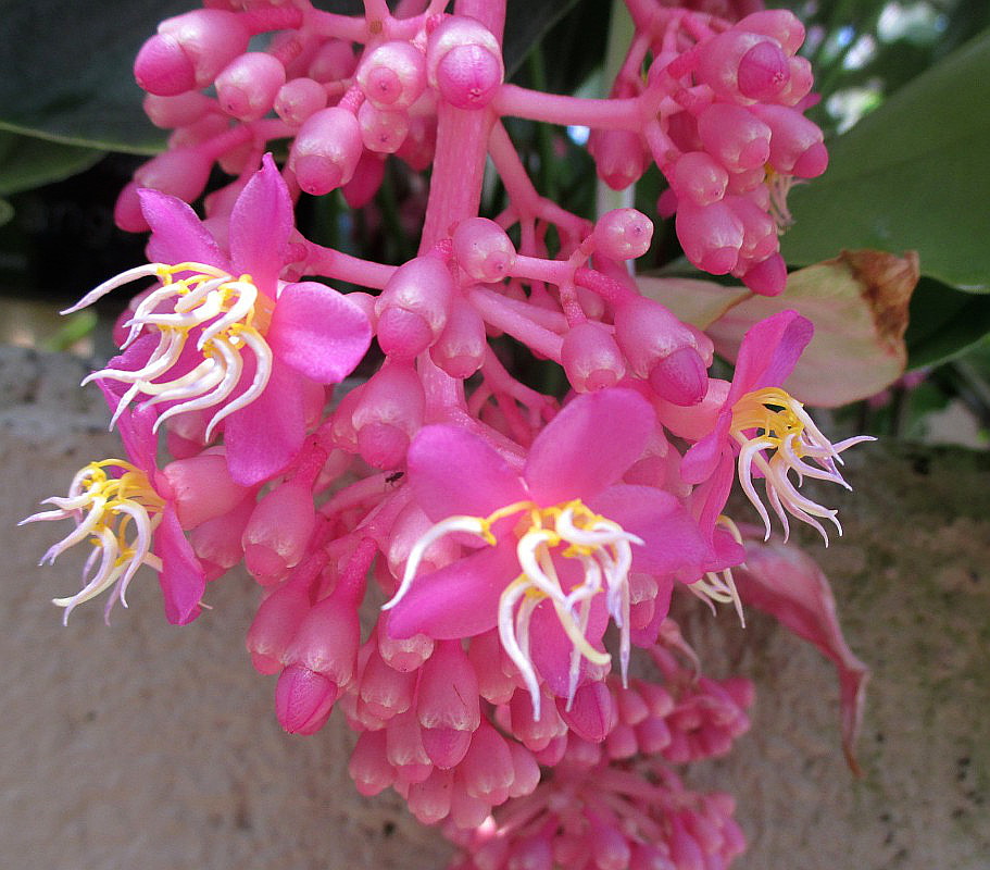 Image of Medinilla magnifica specimen.