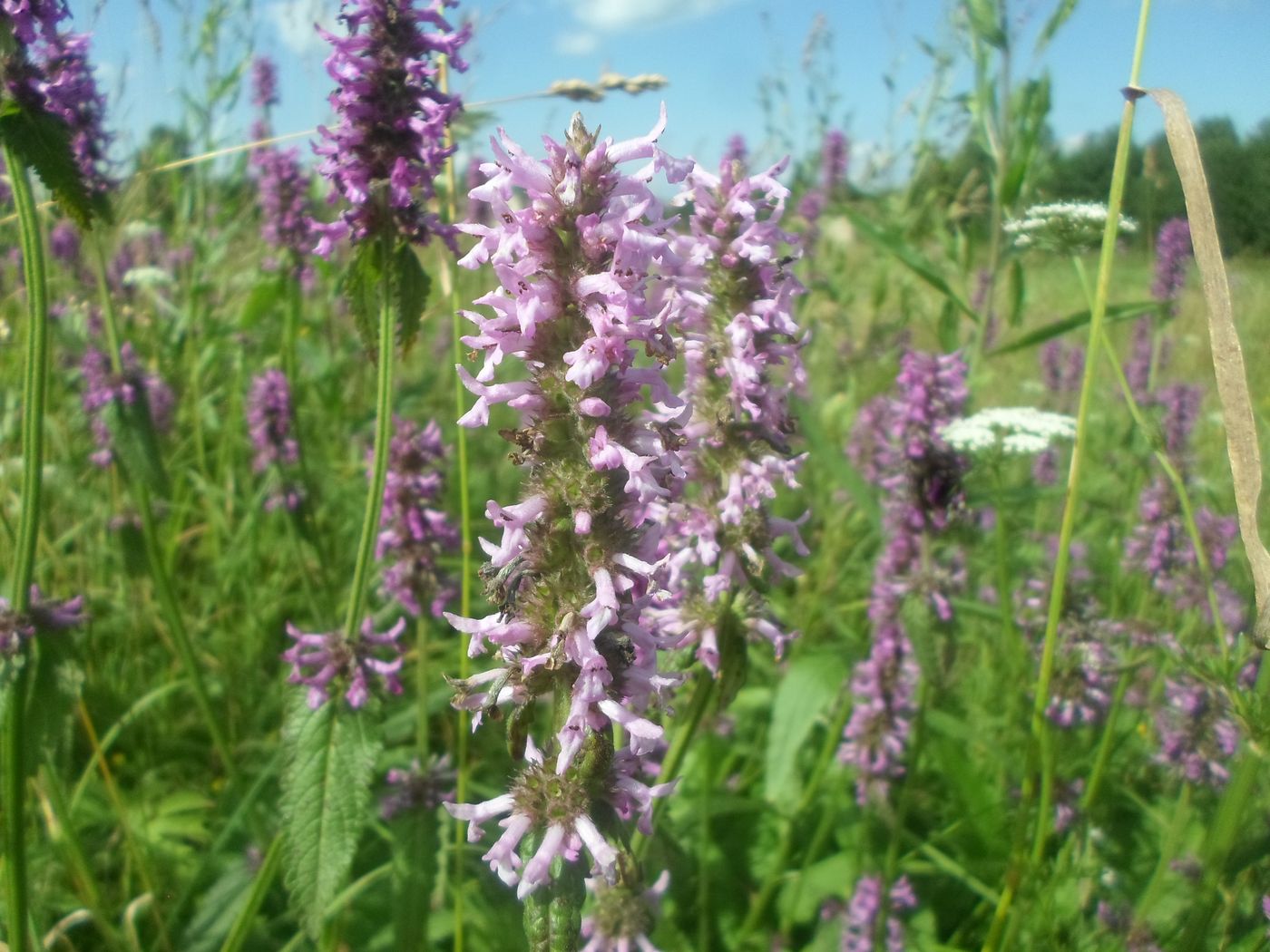 Image of Betonica officinalis specimen.