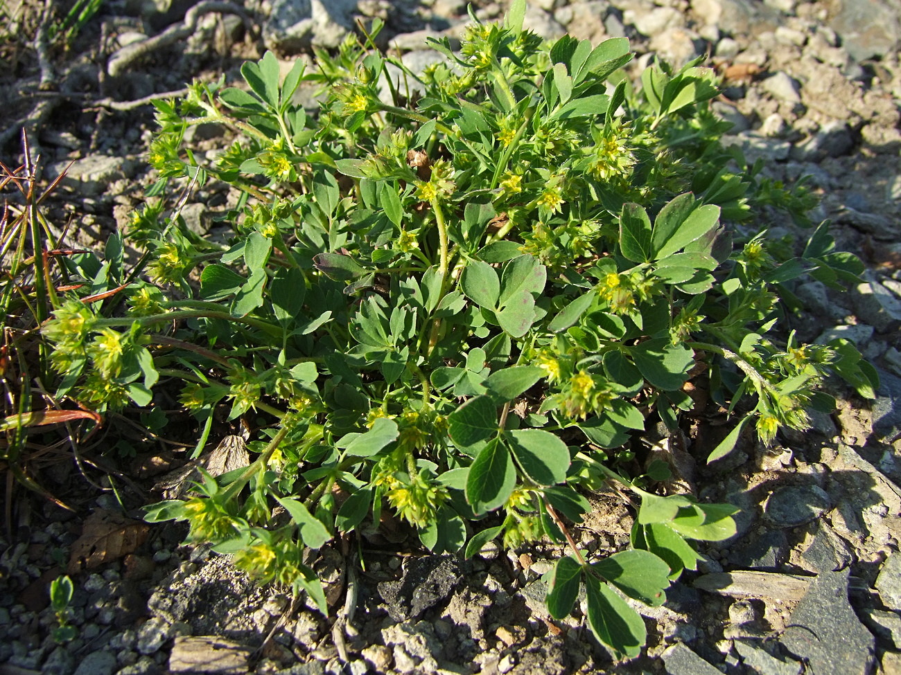 Image of Sibbaldia procumbens specimen.