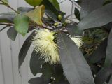 Syzygium jambos. Часть ветви с соцветиями. Австралия, г. Брисбен, в культуре. 01.10.2017.