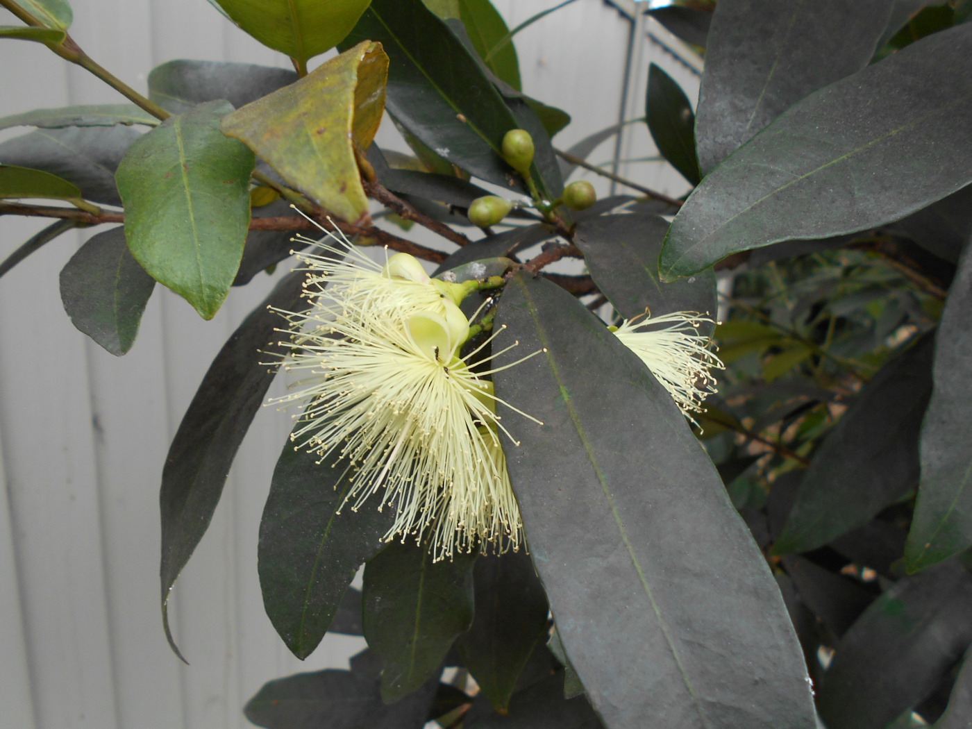 Изображение особи Syzygium jambos.