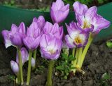 Colchicum speciosum. Цветущие растения. Московская обл., Одинцовский р-н, г. Кубинка, цветник. 26.09.2017.