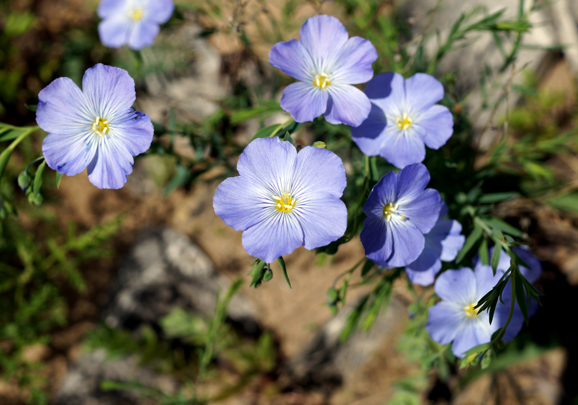 Изображение особи Linum komarovii.