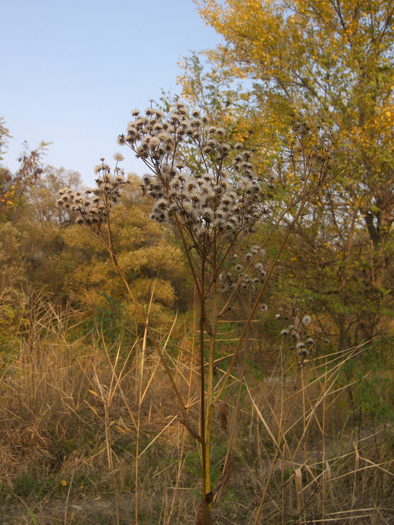 Image of Senecio macrophyllus specimen.